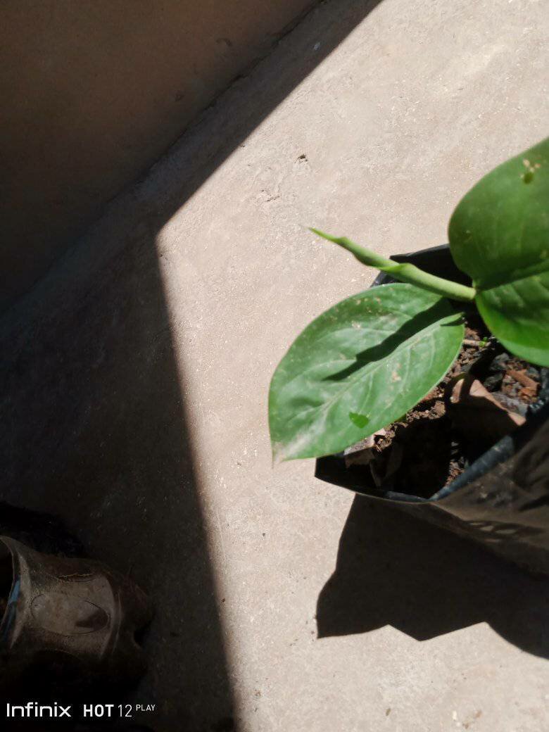 plantes vertes d'intérieur