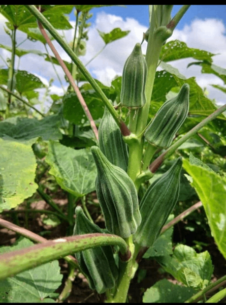 Semence  locale de gombo Hire