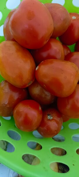 Tomates frais de qualité