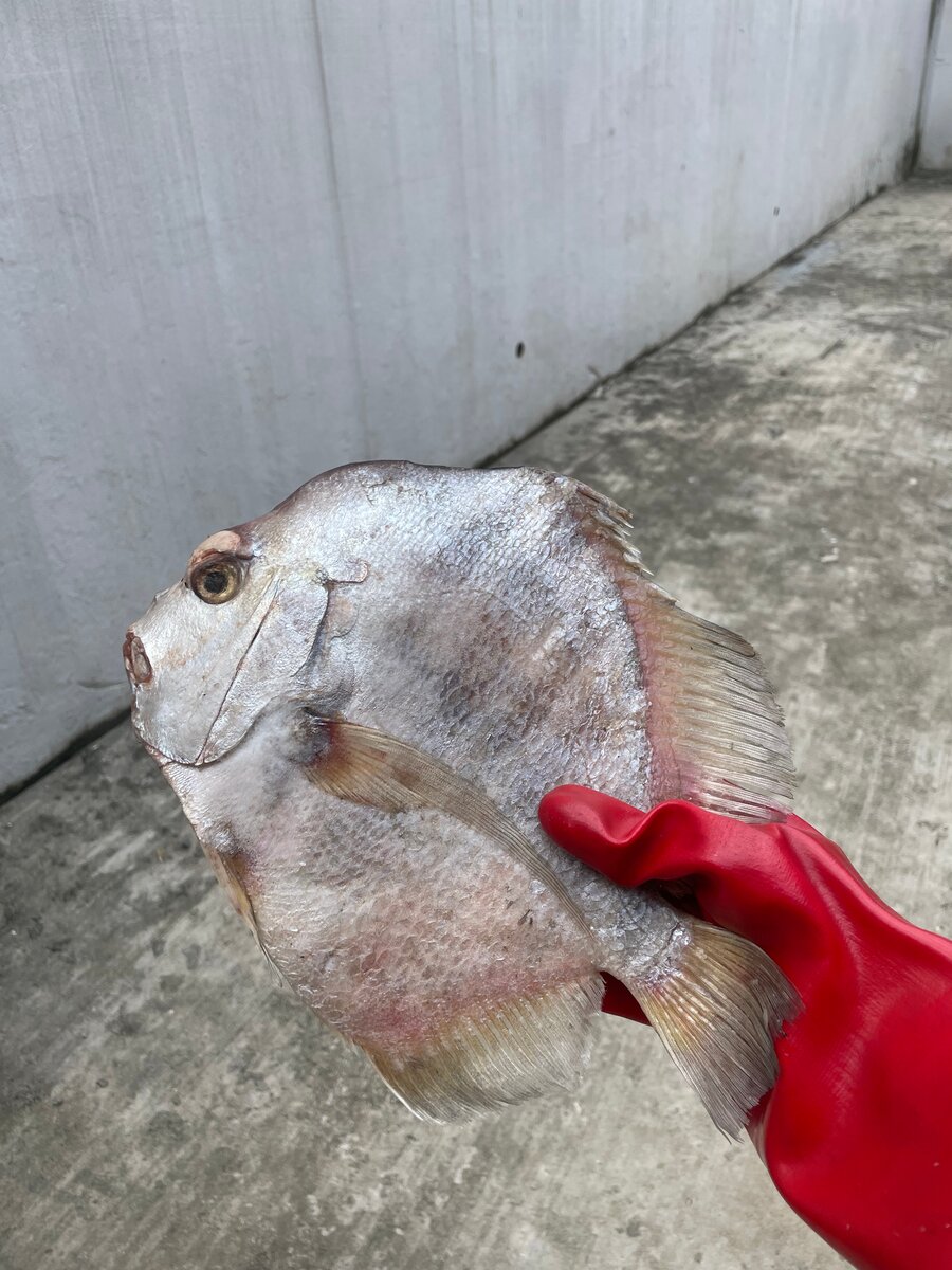 poisson saint-pierre le kilo