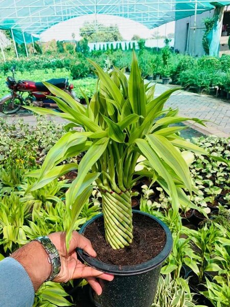 Lucky bamboo