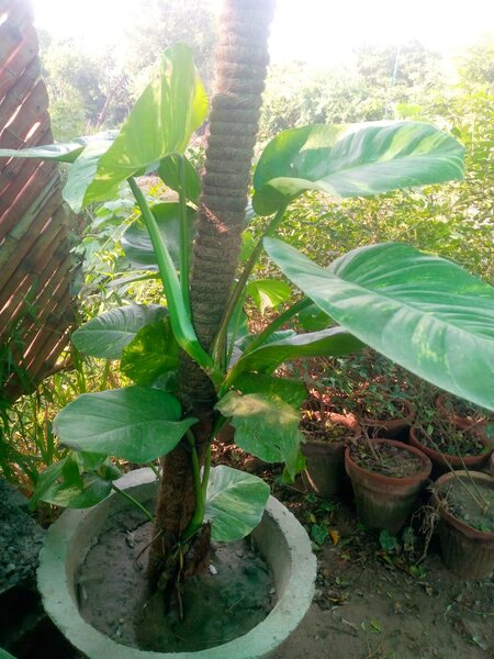 Money plant 18 inch