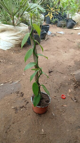 Plant de vanille