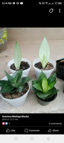 plantes vertes d'intérieur