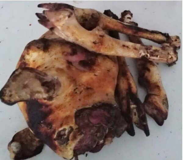 Lot de tête/pattes de mouton