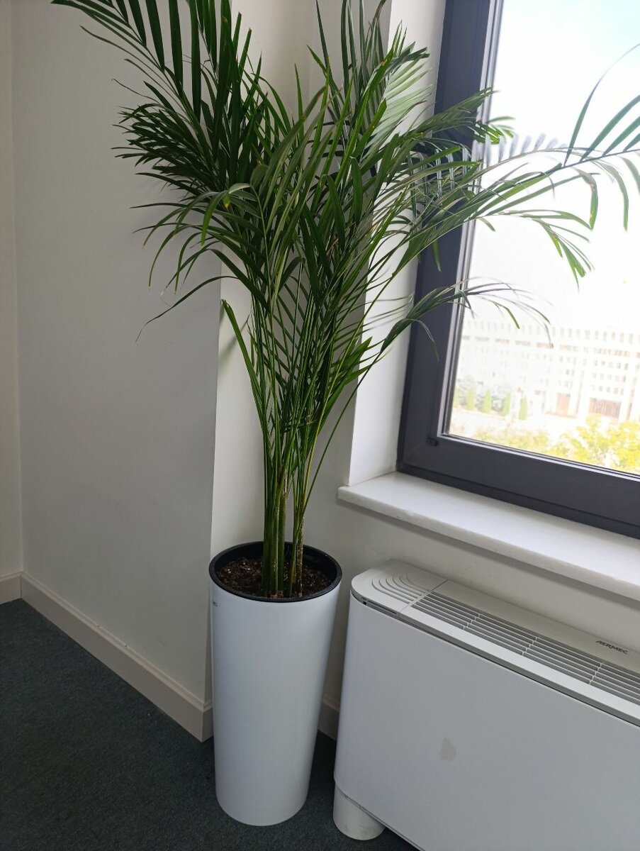 Продаю офисные растения