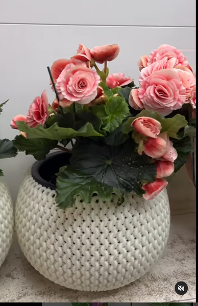 Бегония 🔥 огония