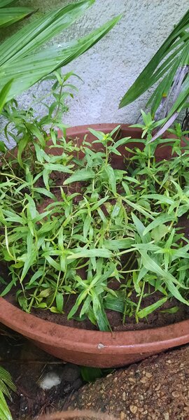 Estragon en pot extérieur