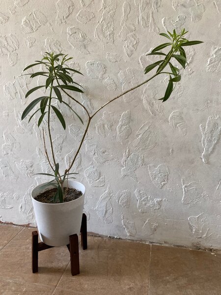 Подставка под растения