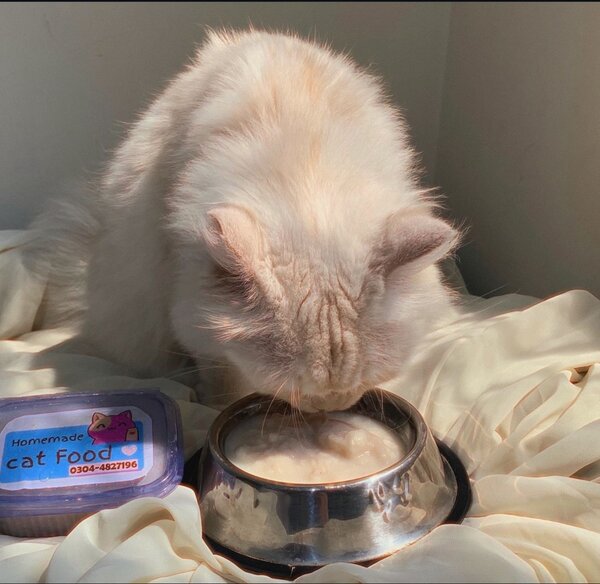 Homemade Cat Food