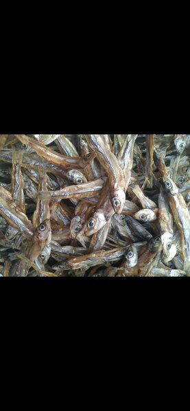 Mpulungu kapenta, readily available