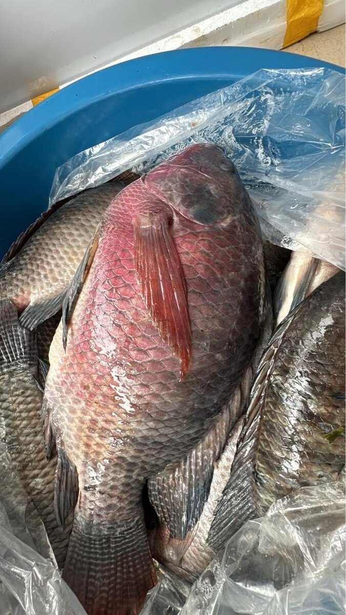 Tilapia fraîche 500 à 800+