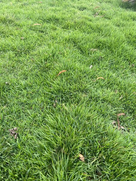 Natural Carpet grass(50kg Sac)