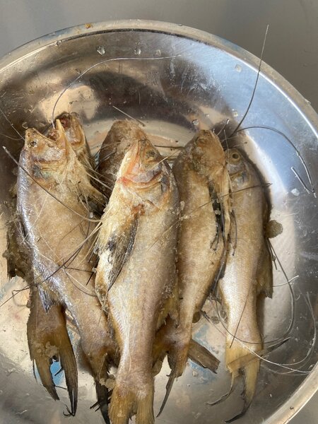 Poisson barbe le lot