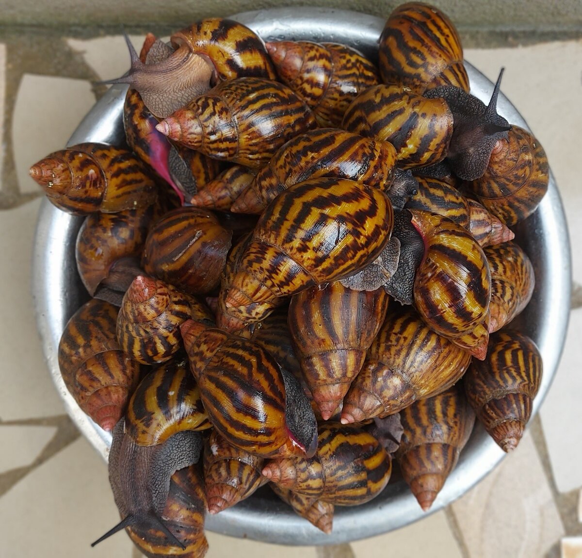 Escargots frais et fumé