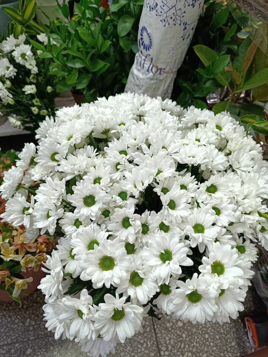 Хризантемы