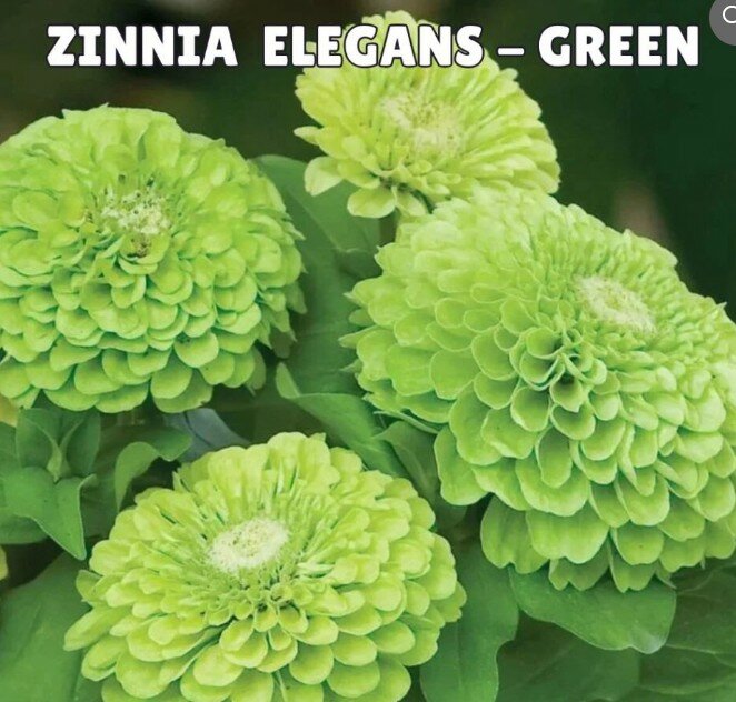 Zinnia Elegans Seeds- Green (Summer)