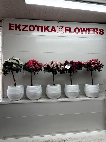 Комнатное растение