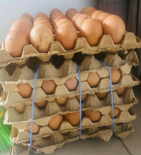 Oeufs Fermiers Simon