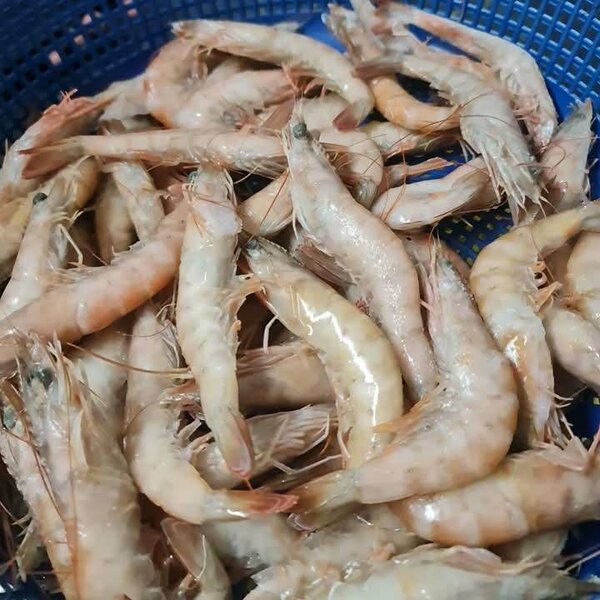 Crevettes,