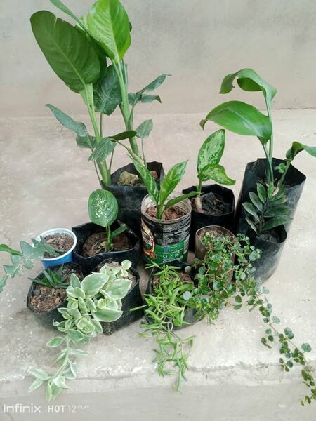 plantes vertes d'intérieur