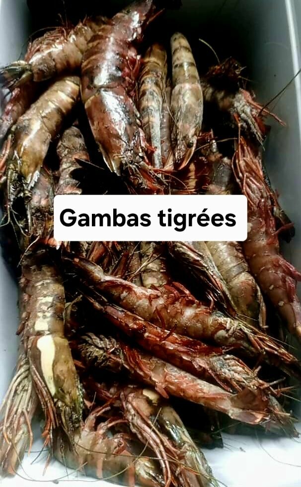 Gambas tigrées fraîches