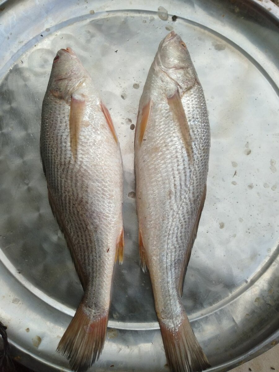 Poissons frais délicieux