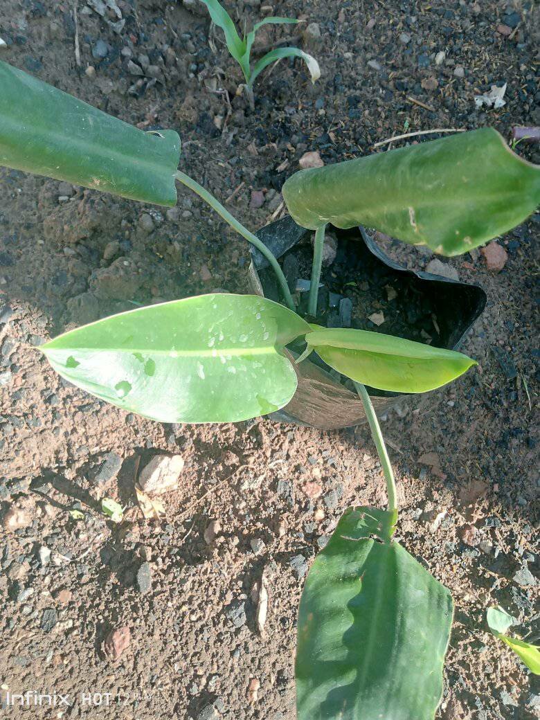 plantes vertes d'intérieur