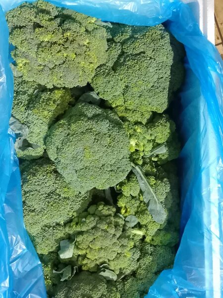 Brocoli frais nutritif 10kg