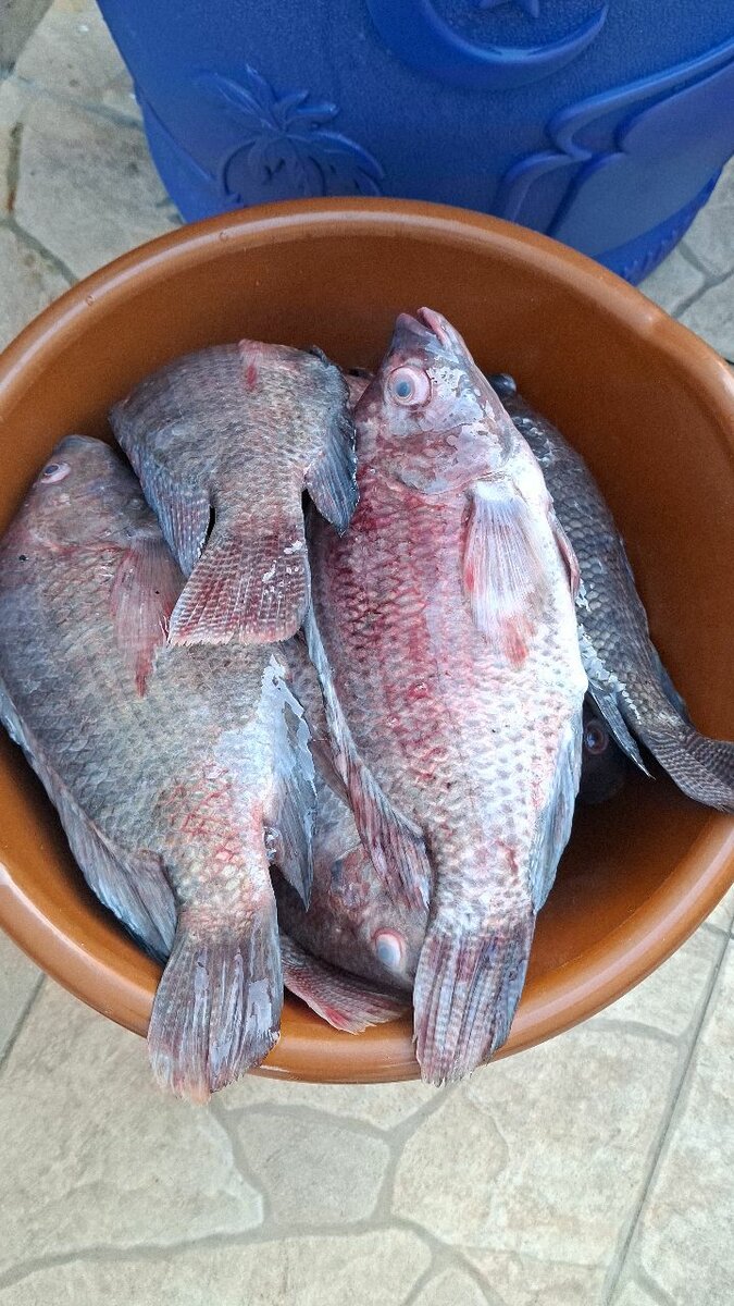 Carpe Fraîche Locale