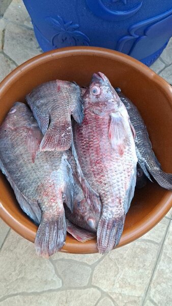 Carpe Fraîche Locale