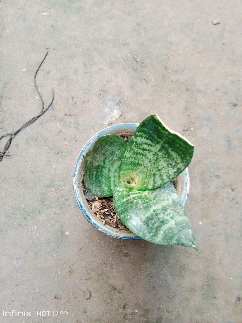 plantes vertes d'intérieur