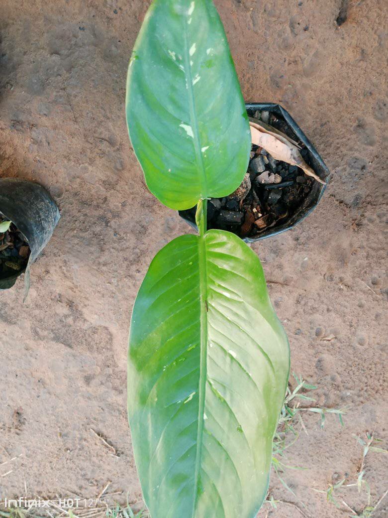 plantes vertes d'intérieur