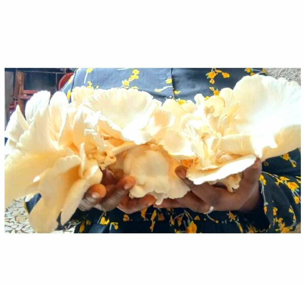 Champignons Pleurote Frais 1kg