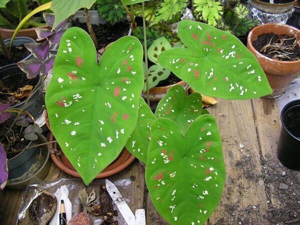 Florida clown (Caladium Bicolor Polka Dot)