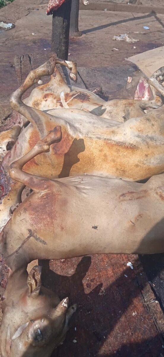 Viande de chèvre fraîche