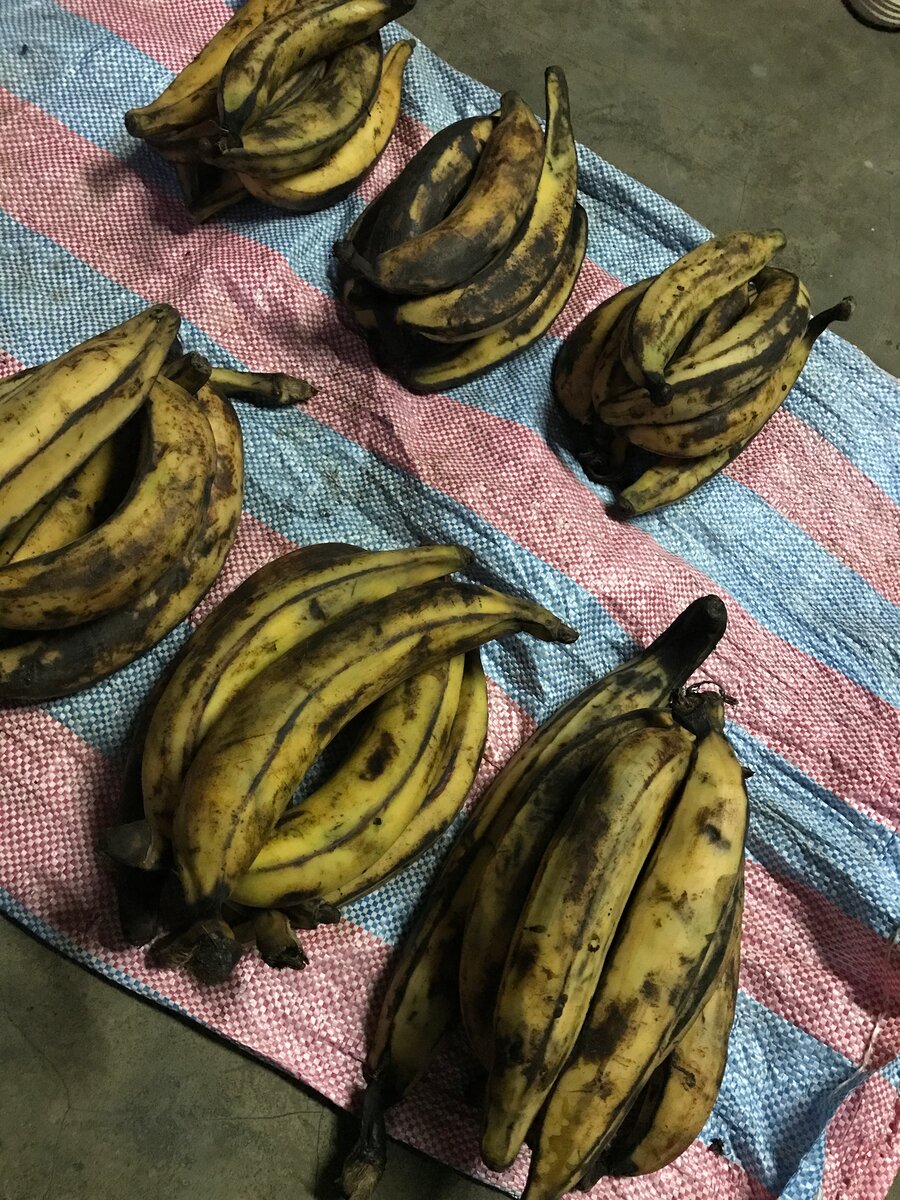 Bananes plantains mûres