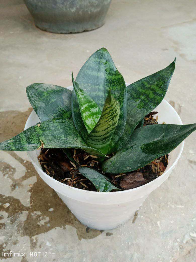 plantes vertes d'intérieur