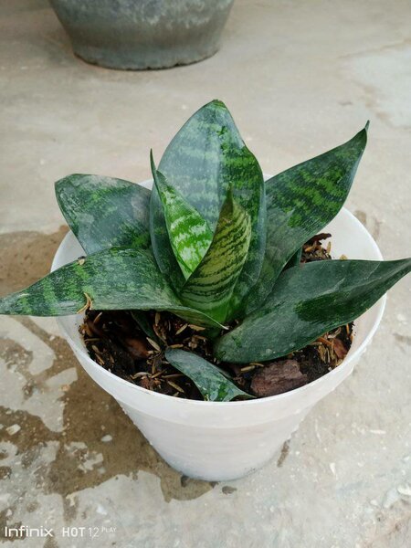 plantes vertes d'intérieur