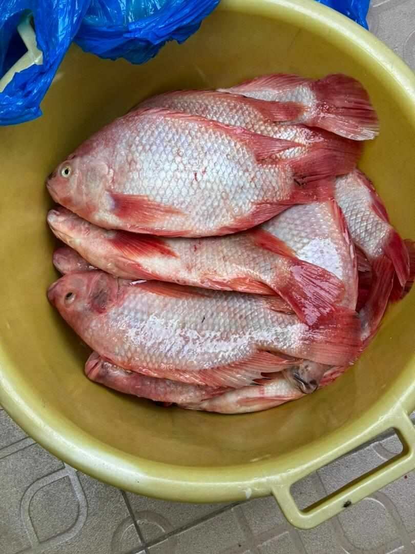 Poisson carpes Rouge Frais