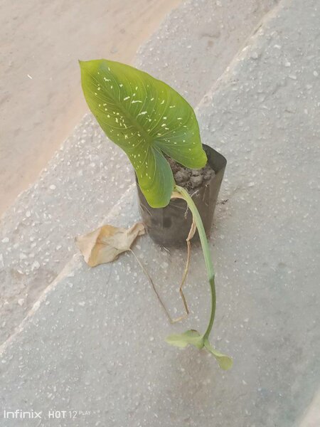 plantes vertes d'intérieur