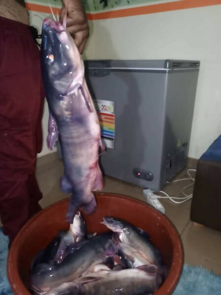 Mâchoiron eau douce