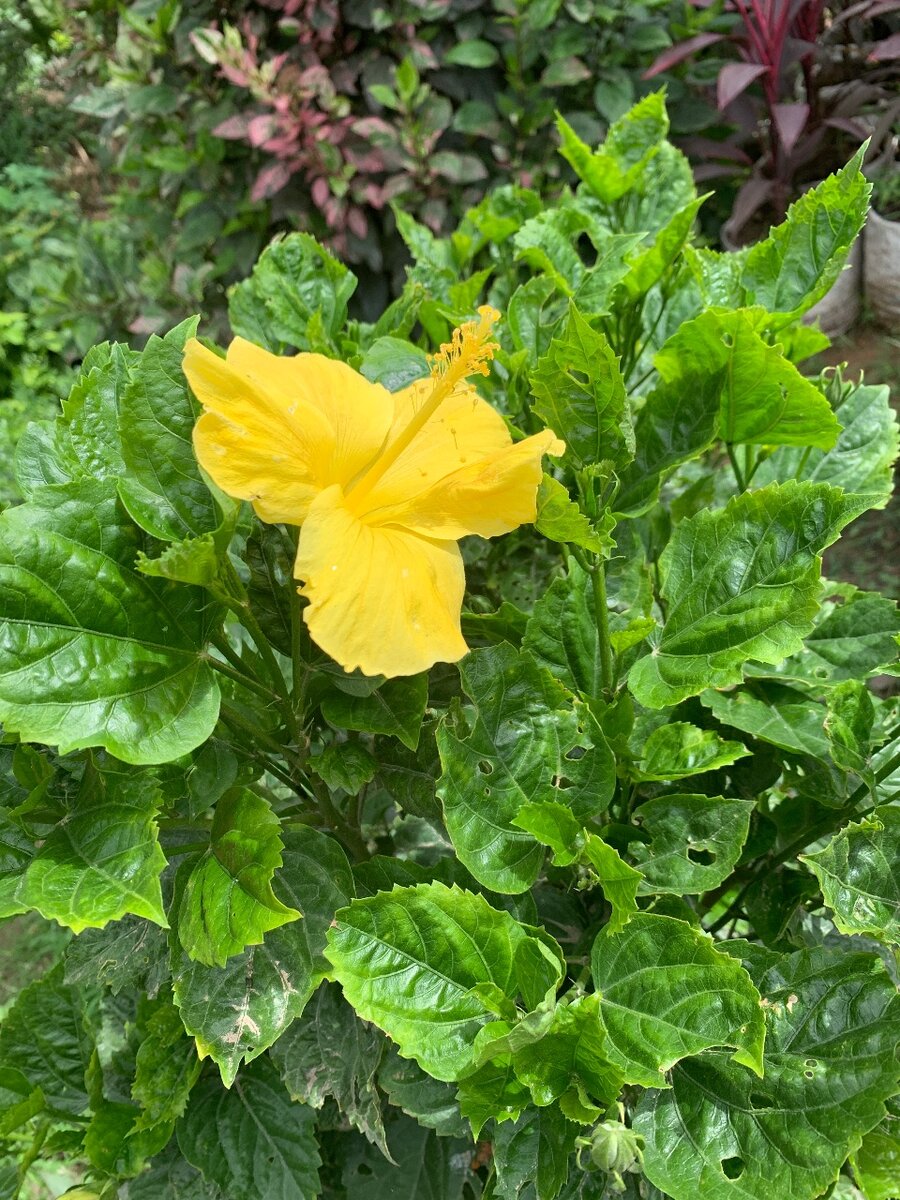 Hibiscus plant