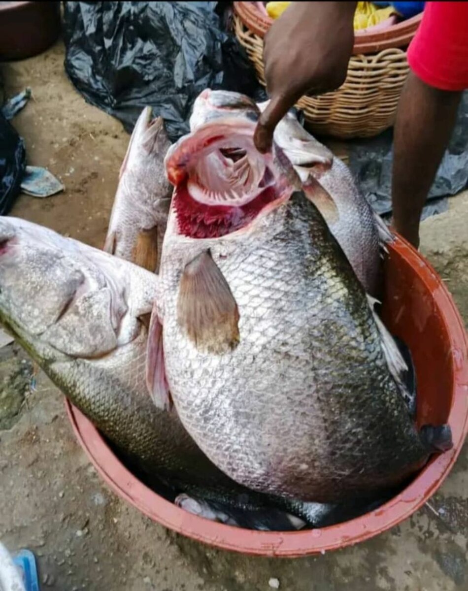 Capitaine d'eau douce