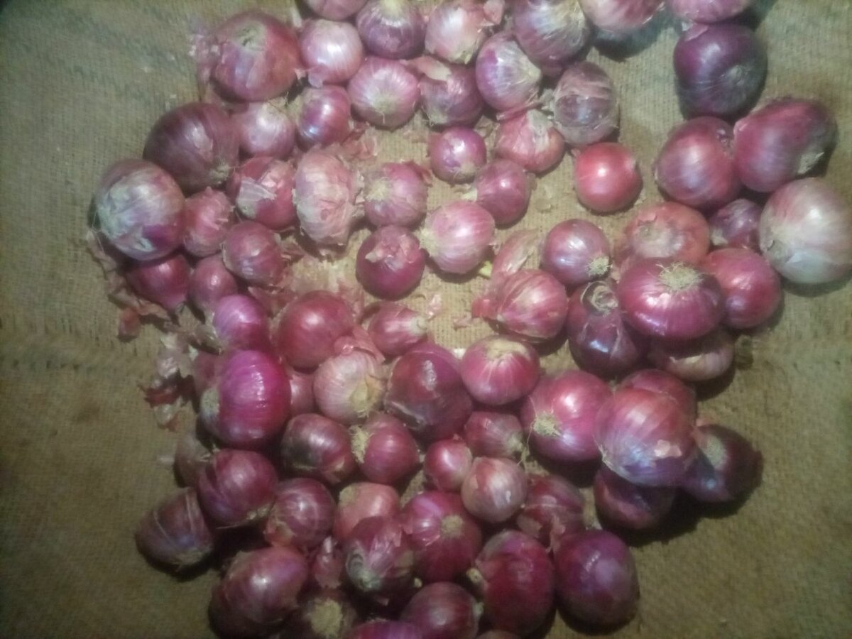 Onion 1kg