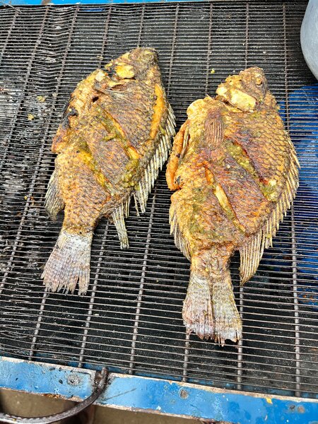 Tilapia grillée épicée