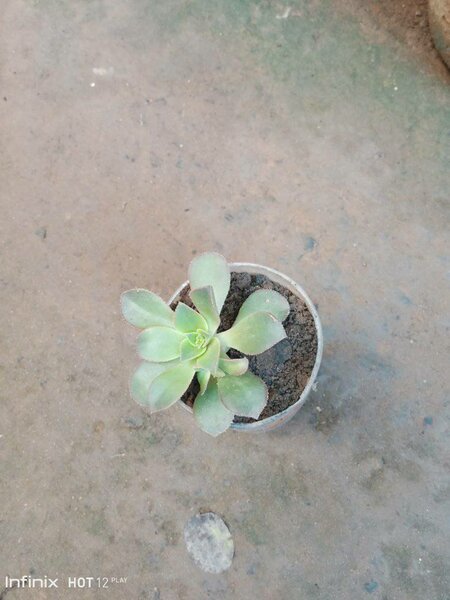 plantes vertes d'intérieur