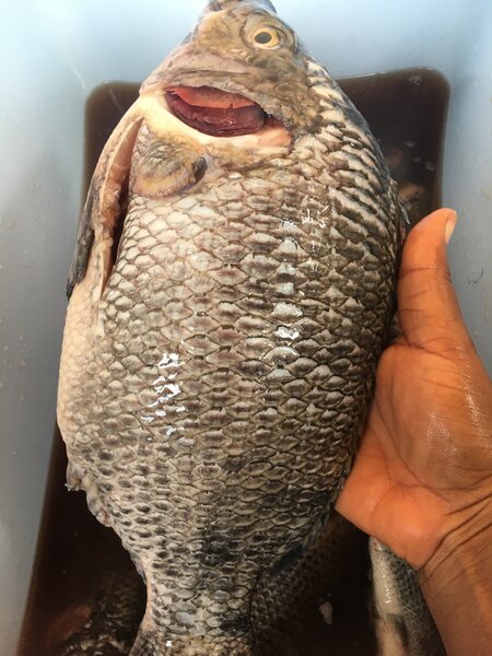 Fresh Tilapia