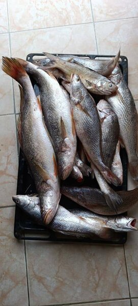 Sosso, Loth, machoiron,dorade