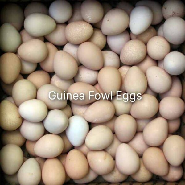 Guinea Fowls Eggs